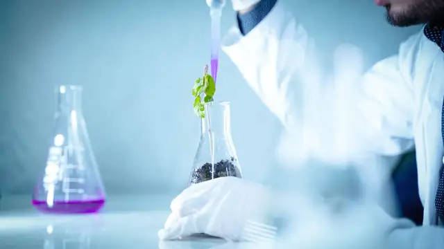 Cientista despeja líquido em um béquer ao lado de uma planta, em experimento de laboratório
