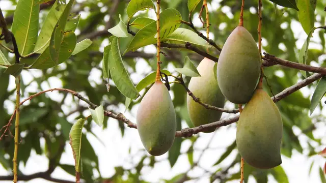 Mangas maduras penduradas em um galho, cercadas por folhas verdes